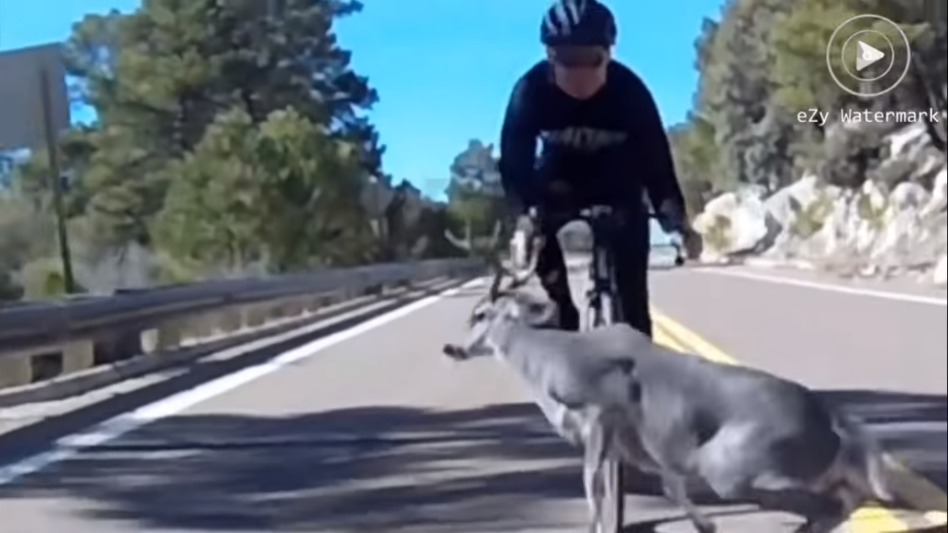 Video Footage: Cyclist Crashes Into Deer On Mt. Lemmon In Tucson AZ ...