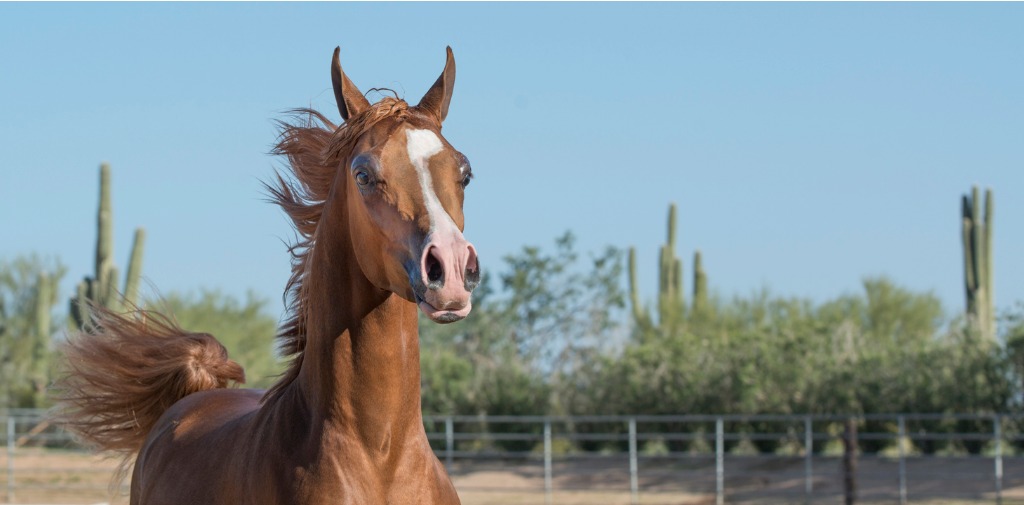 Tucson Horse Property Search For Horse Property for Sale in Tucson