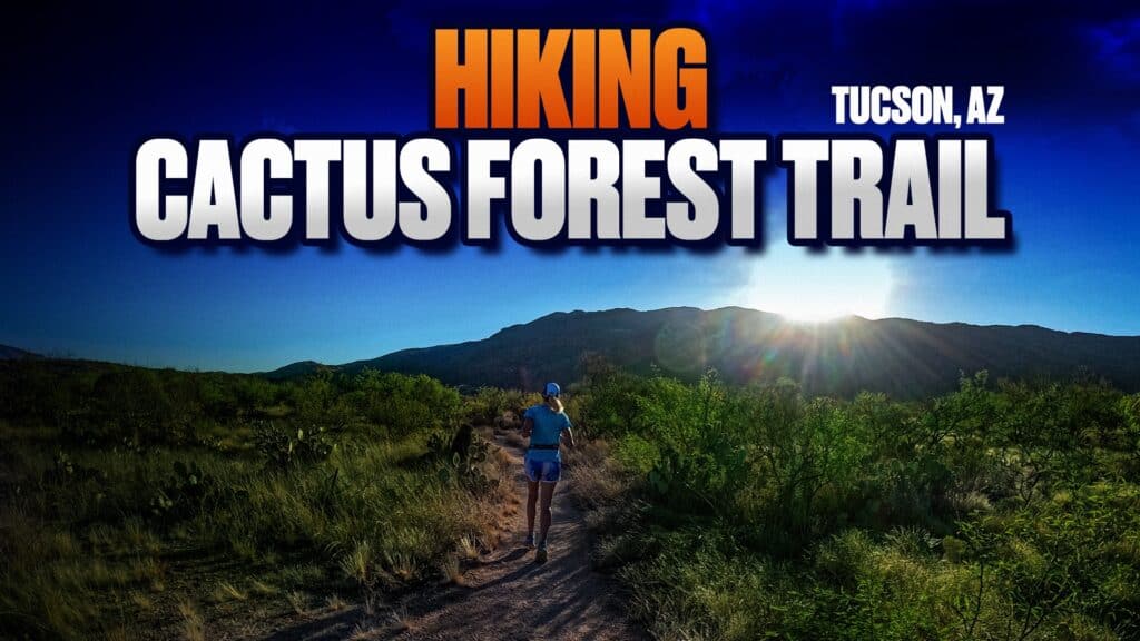 cactus forest trail in tucson