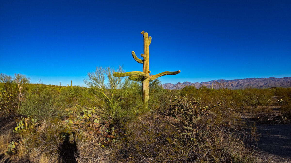 Saguaro Cactus